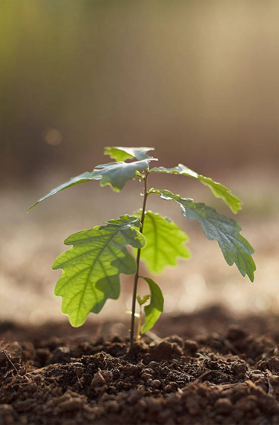 Sustainable fashion brand tree planting project.